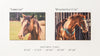 Horse photos prints on wood sizes