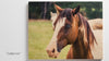 Horse photos prints on wood 2